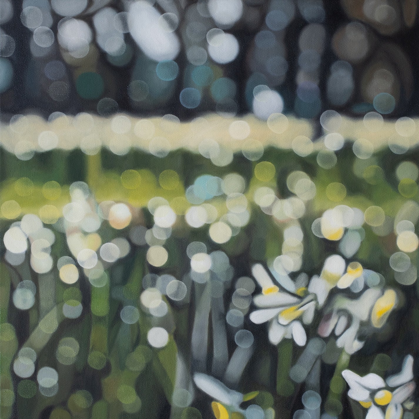 Mel McKenzie 'Eternal Spring' Hagley Park daffodils