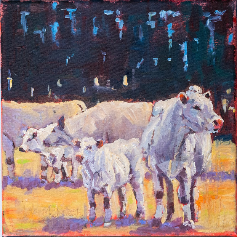 Jane McIntosh 'Charolais calves and cows'