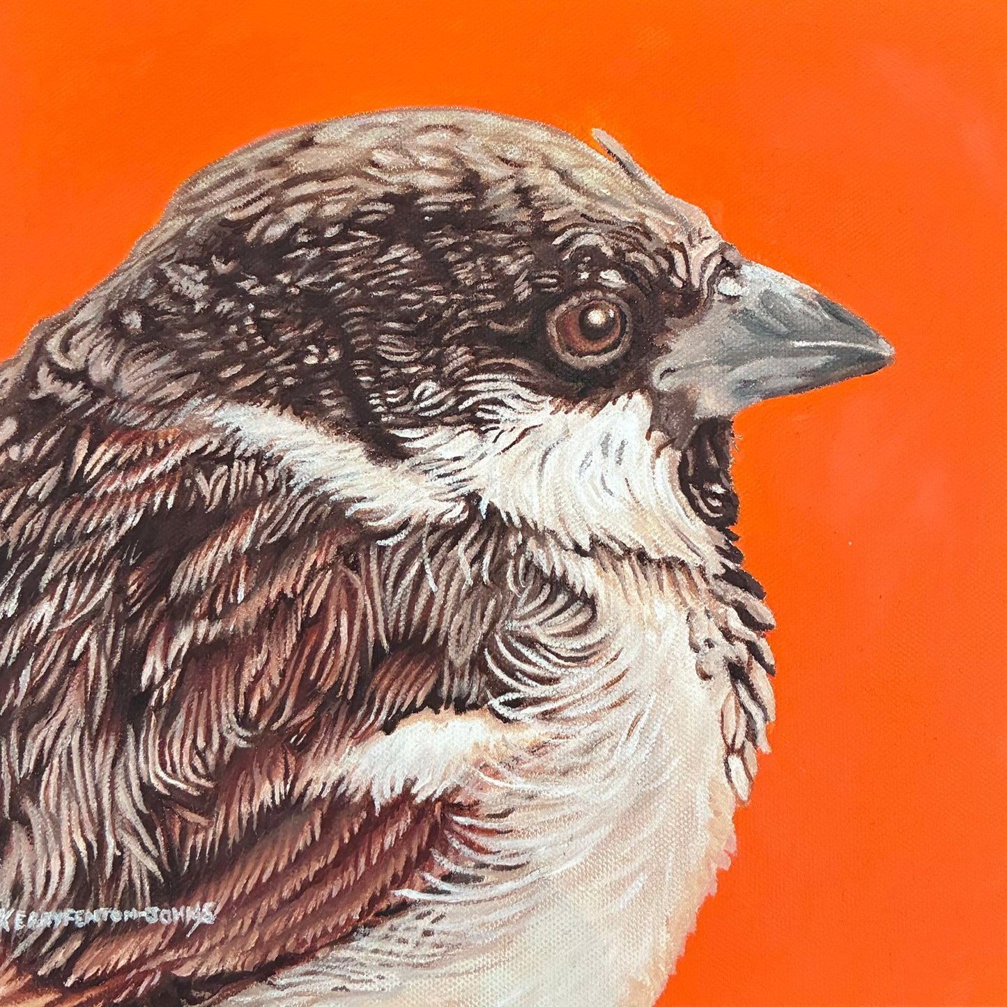 Kerry Fenton-Johns 'Mr Sparrow'
